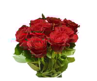 جوري أحمر , 10 أغصان