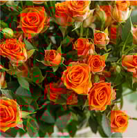 بيبي روز برتقالي 10 أغصان طبيعي