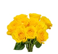 جوري أصفر , 10 أغصان