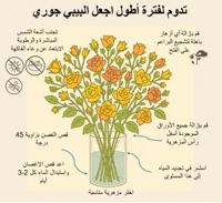 بيبي روز فوشي 10 أغصان طبيعي