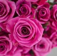 جوري موف غامق , 10 أغصان