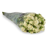 بيبي روز أبيض 10 أغصان طبيعي