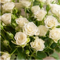 بيبي روز أبيض 10 أغصان طبيعي