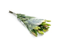 لليوم أحمر 10 أغصان