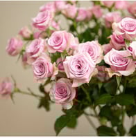 بيبي روز موف 10 أغصان طبيعي