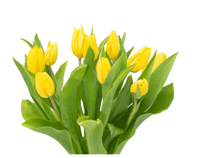 توليب أصفر طبيعي 10 اغصان