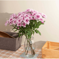 كريز وردي لونين 10 أغصان