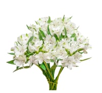 الستمريا أبيض ,10 أغصان