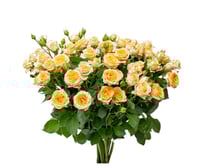 بيبي روز سكري 10 أغصان طبيعي