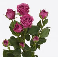 بيبي روز غصن واحد