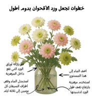 كريز أبيض 10 أغصان