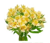 الستمريا أصفر ,10 أغصان