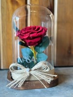 جوري دائم معالج احمر كبير