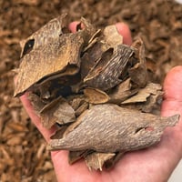 لاوسي الشايب