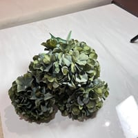 ورد هيدرنجا اخضر