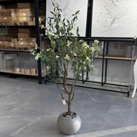 شجرة ورد 150سم رمادي