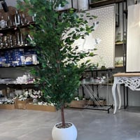 شجرة فيكس 190 سم ابيض