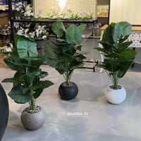 شتلة ورق قلب 100 سم