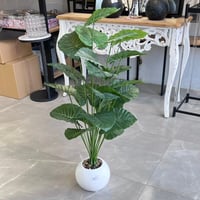 شتلة ورق قلب 100 سم