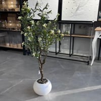 شجرة ورد 150سم ابيض