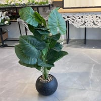 شتلة ورق قلب 100 سم