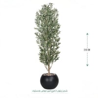 شجرة زيتون كثيف 200سم اسود