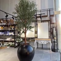 شجرة الزيتون عملاقة 290 سم