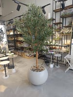 شجرة زيتون كثيفة غصن طبيعي 220سم