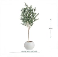 شجرة زيتون 190سم ابيض