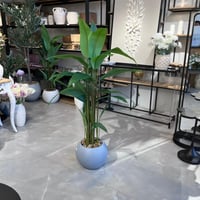 شجرة ورق عصفور الجنة 150سم