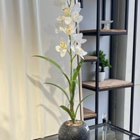 شتلة ابيض 90سم