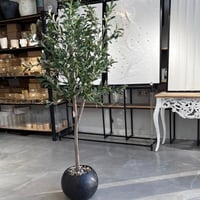 شجرة زيتون 190سم اسود