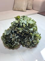 ورد هيدرنجا اخضر