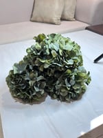 ورد هيدرنجا اخضر