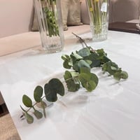 غصن كلبتوس 2010