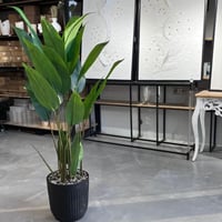 شجرة عصفور الجنة 155 سم