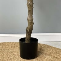 شجرة زيتون ZATOON