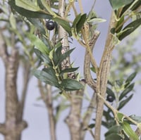 شجرة زيتون صناعية كبيرة