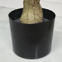 شجرة زيتون صناعية