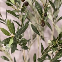 شتلة زيتون صناعي OLIVANTO