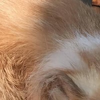 ديكور قطة فرو طبيعي