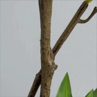 شجر صناعي LEAFY