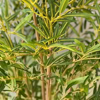 شجرة بامبو BAMBOO