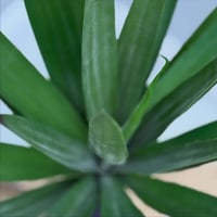 شجر صناعي BANY