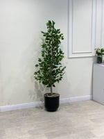 شجر ليمون بمركن بلاستيك مقاس 140 سم