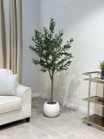 شجر زيتون مركن أبيض مقاس 190سم