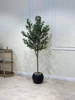 شجر زيتون مركن أبيض مقاس 190سم