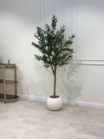 شجر زيتون مركن أبيض مقاس 190سم