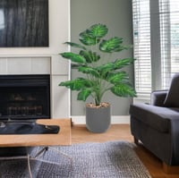 شتلة ورق قلب اخضر 18 ورقة حوض بلاستيك مقاس 85 سم