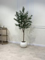 شجر زيتون مركن أبيض مقاس 190سم